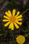 Coastal plain honeycombhead